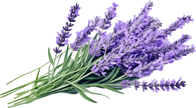 mazzo-di-fiori-di-lavanda-simonamotta mazzo-di-fiori-di-lavanda-simonamotta